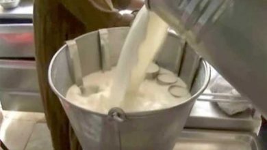 Photo of لمپی اسکن نے ڈیری مافیاکولگام دیدی،دودھ کی قیمت زمین پرآن پہنچی