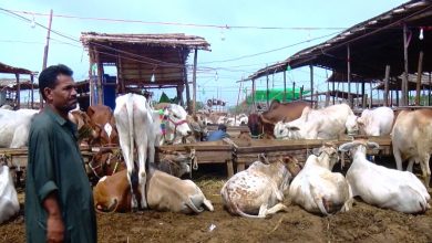 Photo of کراچی ،مویشی منڈیوں میں خریداروں کارش، دام آسمان پر
