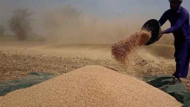 Photo of سندھ میں گندم کی خریداری کی فی من قیمت مقرر